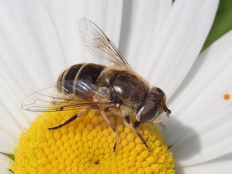 da identificare: Eristalis ?